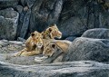 lions at rock